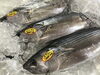 「魚魚市場鮮魚コーナーおすすめは「ハガツオ」です♪」