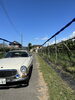 田原ぶどう園と私の車Volvo P1800Eです「杉戸のぶどう園　西船橋駅北口　アンティークDEN」