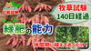 「【緑肥作物の効果!】牧草を栽培した後のサツマイモが…品質と収量に変化が見れました♪ たねのハシモトミヤ」