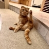 朝ヨガ【宮崎ナナイロ(メガドンキ)にある猫カフェ・漫画・ドリンクバー・ワークプレイス】