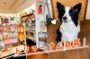 美人な看板犬が待ってるよ～「急募！桂ペットサロン【まいぷれ・西京区・南区・編集部】」