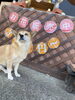 「今日も番犬🐶🐾」