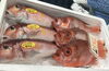 「魚魚市場鮮魚コーナーおすすめは「アマダイ・アジ」です♪」