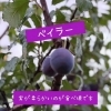 プルーン狩り品種追加のお知らせ　【札幌　観光　体験　アクティビティ　定山渓ファーム】