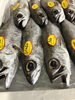 「魚魚市場鮮魚コーナーおすすめは「クロムツ」です♪」