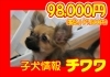 子犬「子犬フェア」