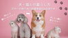 ペットと暮らす「ペットを飼われる方は耐震等級３が必須！」