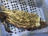 「魚魚市場鮮魚コーナーおすすめは「竹崎ガニ」です♪」