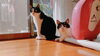 ねこ検定に興味津々の猫丸😻「学んだことをぜひ活かしてみよう！(=^ェ^=) 氣功・整体・リーディング・ヒーリング」