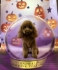 フォトブース「ハロウィン撮影ブース設置しました！」