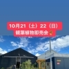 秋のお得な売り出しやります！