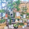 「【はなやホック皆生店】鉢入荷情報」