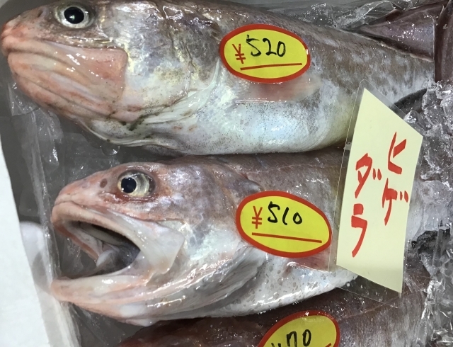 「魚魚市場鮮魚コーナーおすすめは「ヒゲダラ」です♪」