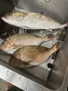 釣った魚持ち込み「釣った魚捌き依頼ありました」