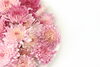 食用菊 もってのほか「【キッチンプルート☆次回の営業日は 10月10日 です】食べられる花「食用菊」の話」