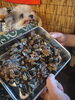 磯の珍味カメノテの塩茹で「カメノテ」