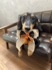ダックスちゃん「Yori’s Friends🐶🐾」