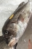 「魚魚市場鮮魚コーナーおすすめは「コショウダイ」です♪」