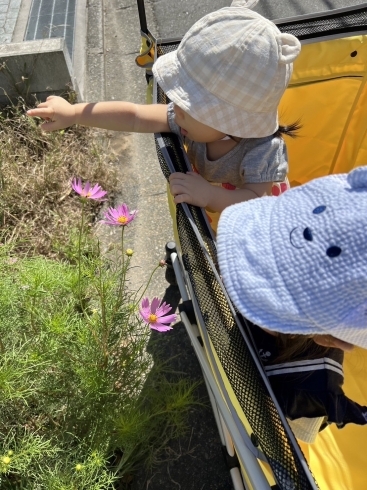 「お散歩日和🍄」