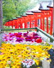 2つの花手水をお楽しみいただけます♡「ラスト花手水がはじまりました。」