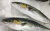 「魚魚市場鮮魚コーナーおすすめは「ヤズ(ぶり)」です♪」