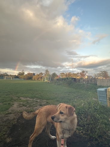 虹と犬「Today's dog」
