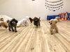 わ〜い😁「ましゅまろ幼稚園🐾　パート２」