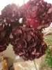 は 希少 輸入紫陽花 ルビークラシックレッド アジサイ ルビークラシックチョコレート入荷しました。。。色味