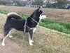 「ドッグホテル」