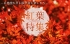 「【特集】山陰の紅葉特集を公開しました！」
