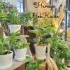 「【はなやホック皆生店】本日観葉植物入荷しました。」