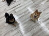 お利口に注目してくれてます「hapipapi便り(ダイゴペットクリニック日進 仔犬の保育園より)」