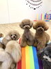 頑張るつぐおくん　まわりは応援団？「ましゅまろ幼稚園🐾パート４」