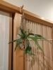 植物「仲間入り♪」