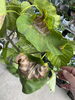 ウンベラータ葉焼け「植え替えのご依頼🪴」