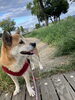 「お散歩 🐕  ͗ ͗」