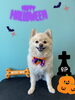 「お友達♡ Dog salon mofu mofu 余市町」