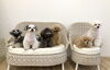 いっぽくん♡アモルくん♡リリーちゃん「ましゅまろ幼稚園🐾」