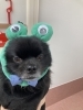 かえるになりきるがんも社長🐸「📸アイドル追っかけカメラマン📸」