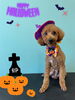 「お友達♡Dog salon mofu mofu 余市町」