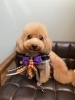 トイプードルちゃん「Yori’s friends 🐶🐾」