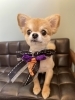 チワワくん「Yori’s friends 🐶🐾」