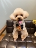トイプードルちゃん「Yori’s friends 🐶🐾」