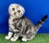 とっても可愛いスコティッシュ・フォールドちゃん！「新しく仲間入りしました(^▽^)」