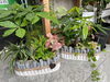 「可愛い寄せ植え入荷しております♪」