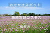 耳成山をバックにコスモスが咲き乱れます「藤原宮跡コスモス畑で写真を撮りに行こう♪　まいぷれ橿原編集部です。」