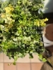 「花苗入荷しました」