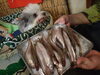 北海道広尾産の生本ししゃも「本柳葉魚」