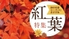 「【秋といえば紅葉！】和歌山のオススメ紅葉スポット紹介♪」