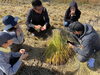 収穫体験「稲刈り体験大成功」